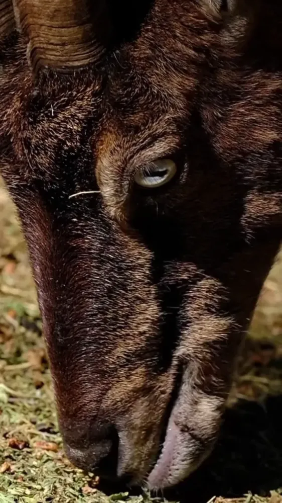 chevre