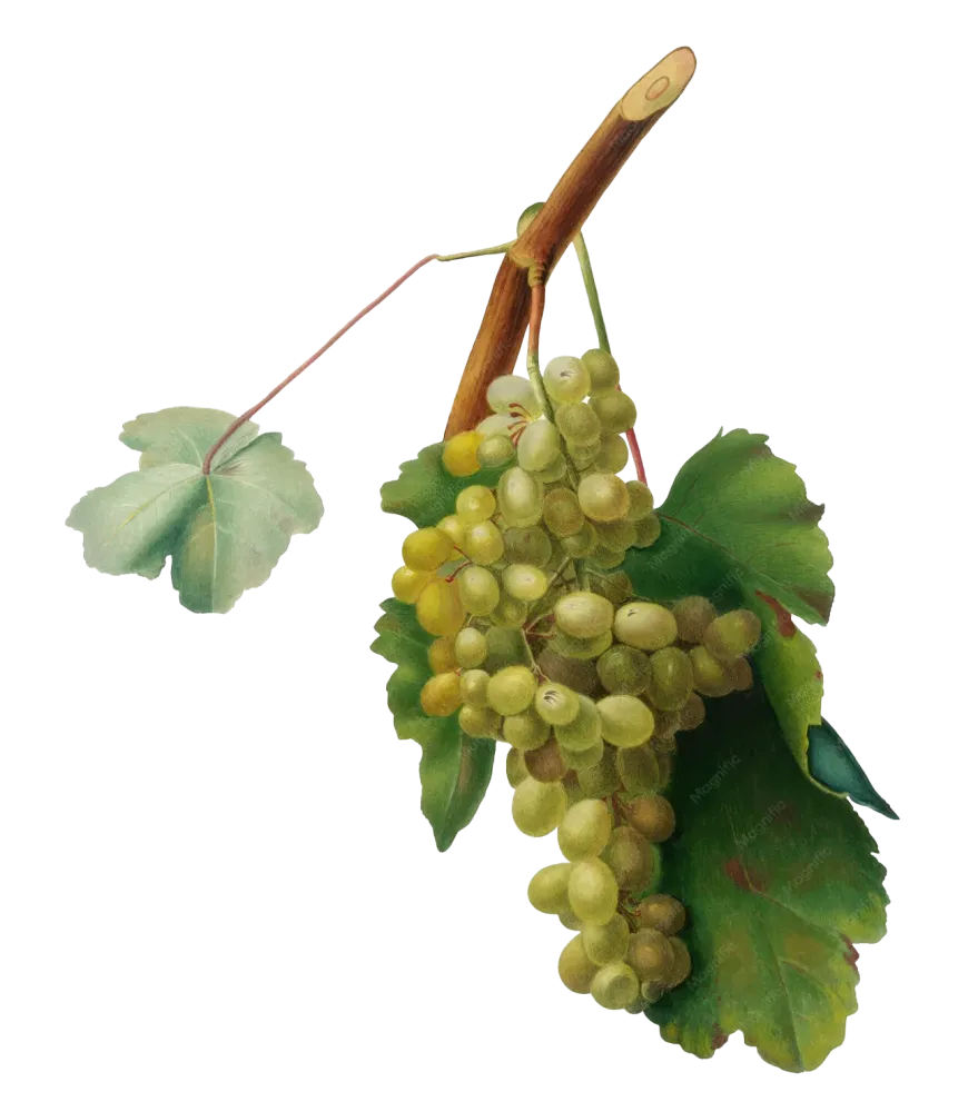 raisins