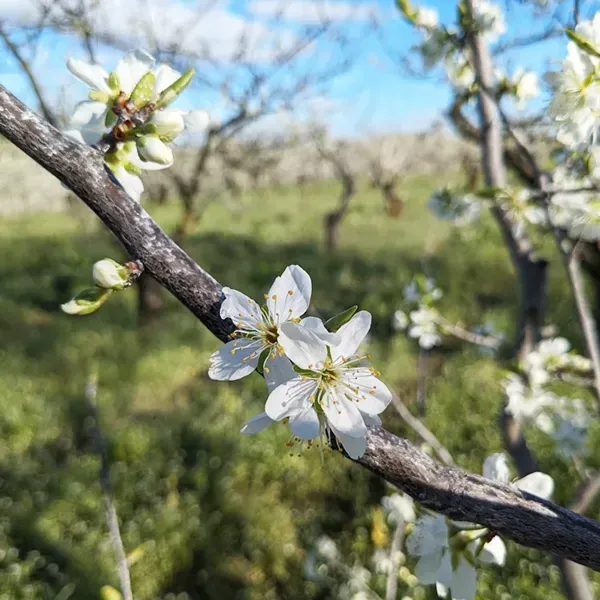 fleurs