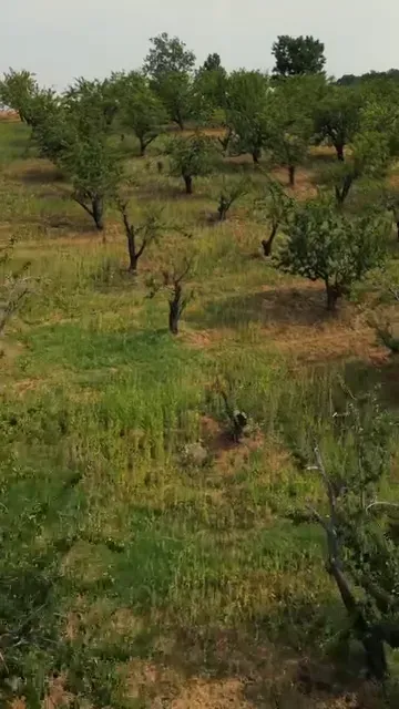 prune 2