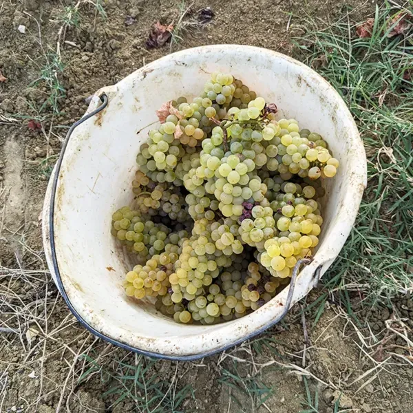recolte raisins