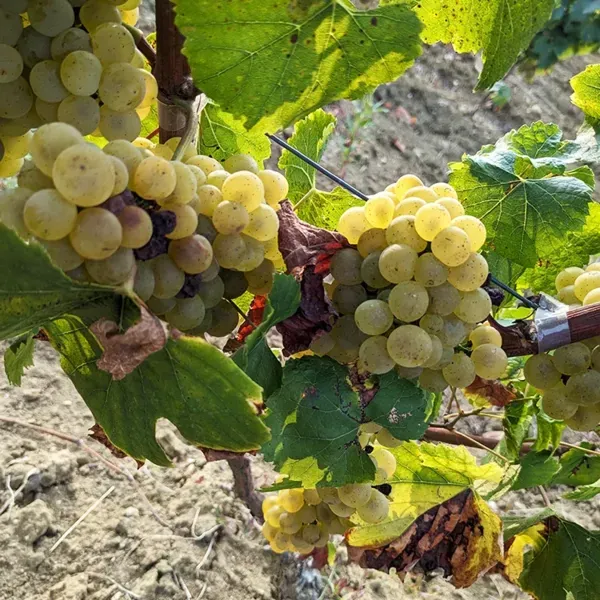 Vente de raisins à Montalzat