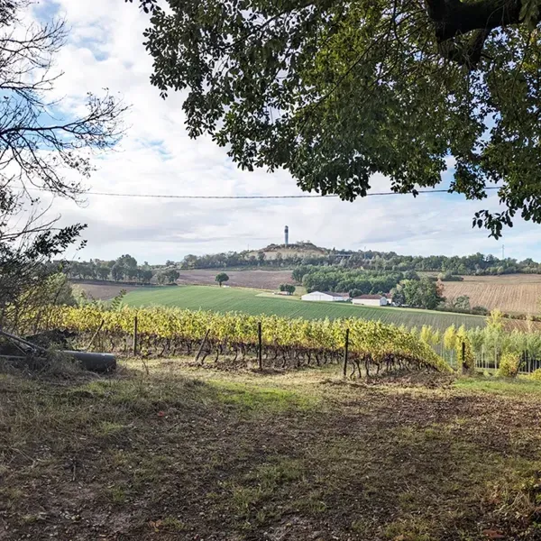 vignes 2