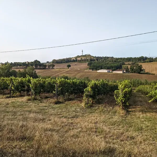 Vente de vin à Montalzat